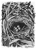 Гнездо пеночки-трещотки