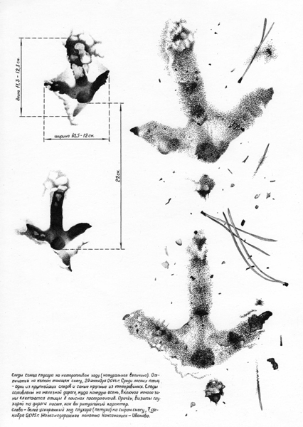 Следы лапы глухаря